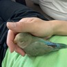 あゆずき