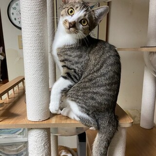 『とち』の得意技は肩乗りにゃん