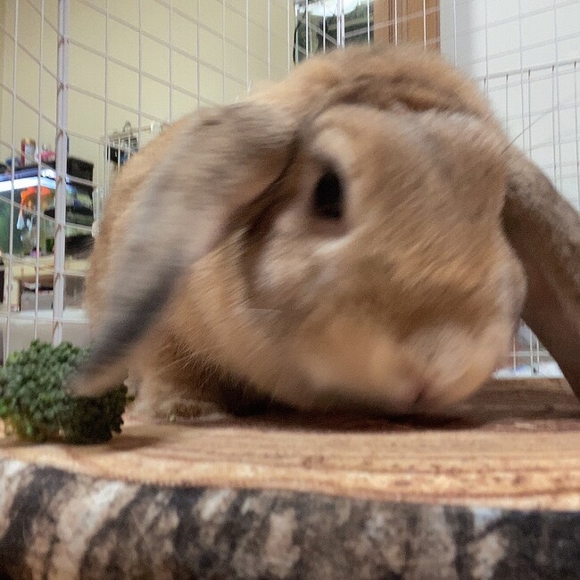 しゃまつのカバー写真