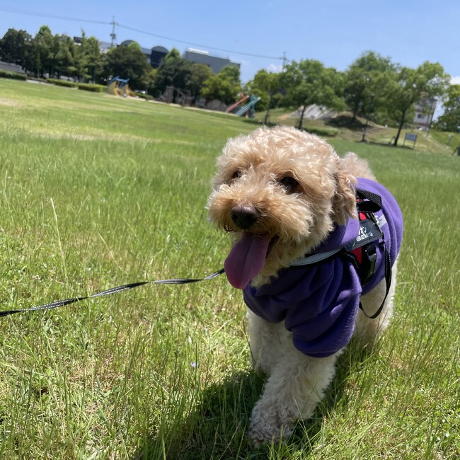 みーみにのカバー写真