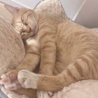 茶トラ　シニア猫　猫まつり参加！