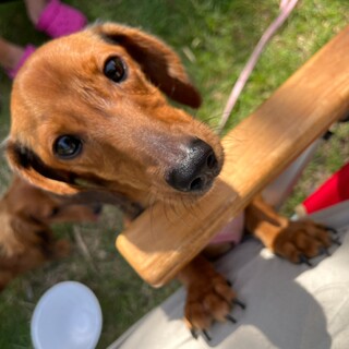 ミニチュアダックスフンドの男の子ちょこくんです