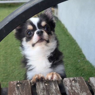 1頭で大切に飼ってくださる方限定でお願いします