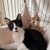 【9/8新橋】人間大好きハチワレと控えめな茶白君★ サムネイル6