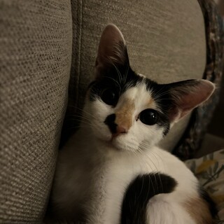 人が大好きな甘えん坊の三毛猫ちゃん