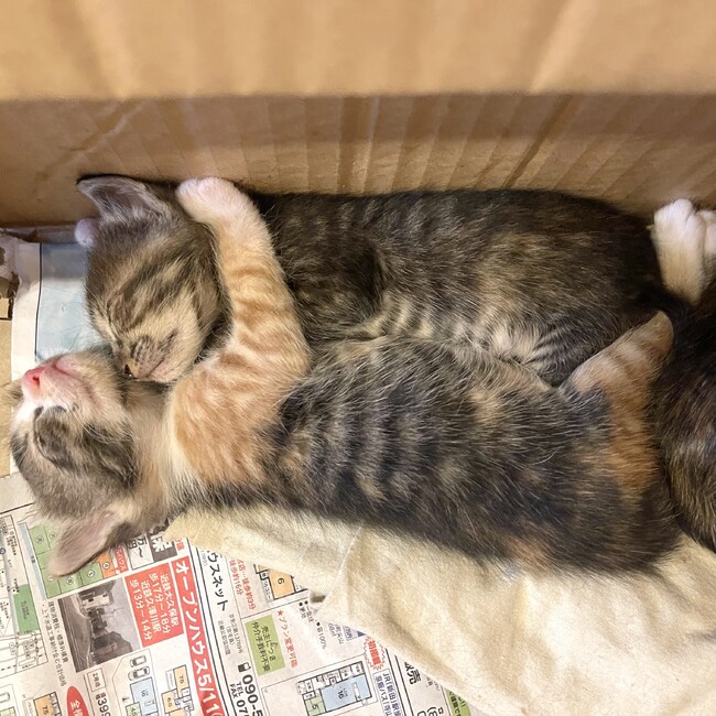 yuzu_lemonのカバー写真