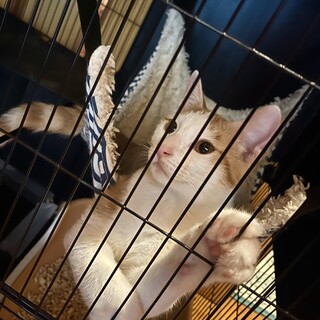 3ヶ月男の子、小さい子の面倒を見る優しい子