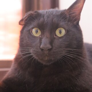 全力スリスリ！甘えん坊のシロナくん