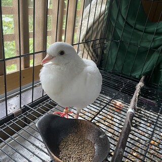 綺麗な小さい白鳩さん。