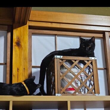 生後6ヶ月　体重3.2kg♀、4kg♂　大きくなりました