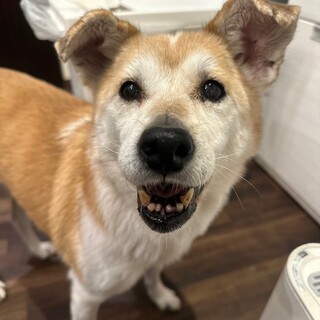 元気なおばあちゃん（マロンちゃん）