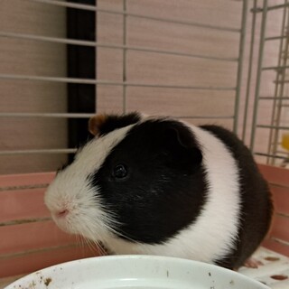 モルモット オス