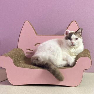 穏やかで優しいシャムMIX♀ソワカ