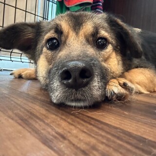 人間も犬も大好きな男の子（ルイスくん）