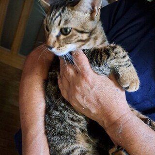 猫は苦手だけど人が大好き♪ ひかえめキジコ