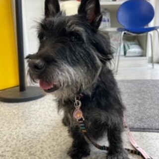 お散歩大好き　シュガーちゃん