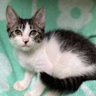 スリムな体でおすまし顔のうめこ！