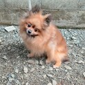 ポメラニアン　女の子　8歳
