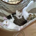 ノラの母猫が産んだ子猫です。