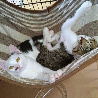 ノラの母猫が産んだ子猫です。