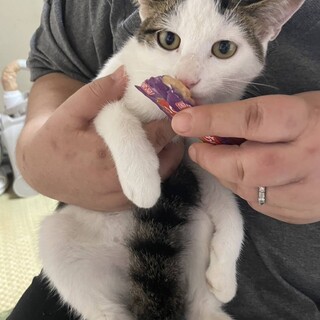 野良猫の子供三兄弟のひとりです