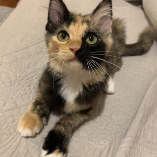 お膝大好き三毛猫ちゃん