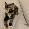 お膝大好き三毛猫ちゃん サムネイル2