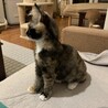 お膝大好き三毛猫ちゃん サムネイル7