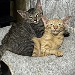 in春日井市☆子猫が沢山！保護猫をオウチに迎えよう☆2024年9月7日（土）～ちーむ にゃいんず