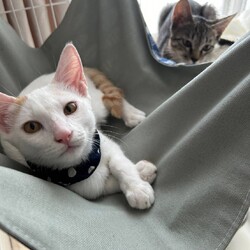 in岡崎市☆子猫たくさん！保護猫をオウチに迎えよう☆2024年9月7日(土)～ちーむ にゃいんず サムネイル2