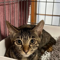 in江南市☆子猫たくさん！保護猫をオウチに迎えよう☆2024年9月8日（日）～ ちーむ にゃいんず