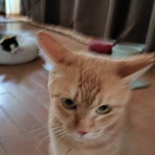 一匹飼いに。珍しい茶トラ女の子マイペー1歳美猫