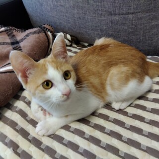 人懐っこい猫くん