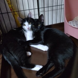 ハチワレ＆黒猫の兄弟　９ヶ月
