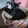 ハチワレ＆黒猫の兄弟　９ヶ月 サムネイル7
