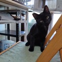 黒猫のぐぅちゃん　5ヶ月位の男の子