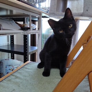 黒猫のぐぅちゃん　5ヶ月位の男の子