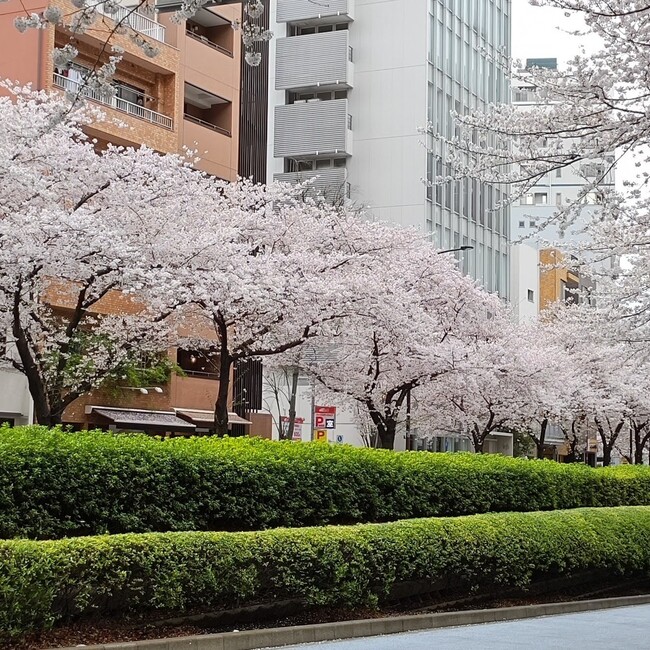 sakura2871のカバー写真