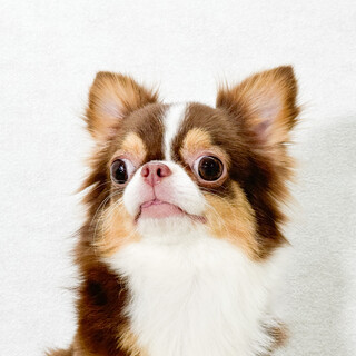 引退ママ・チョコちゃんの里親募集！