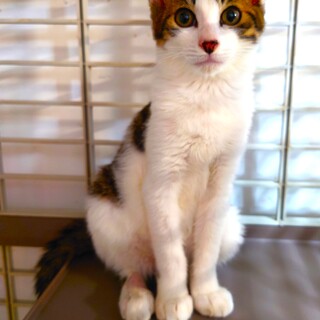 超！超！甘えん坊君！人が大好きな可愛いボーイ