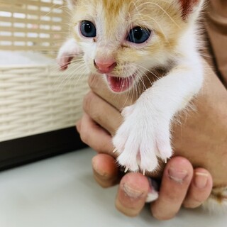 可愛い茶白赤ちゃん❤️