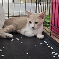 ミルクティー色の茶白の男の子