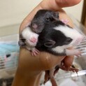 ファンシーラットの赤ちゃん