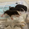 ファンシーラットの赤ちゃん サムネイル3