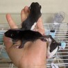 ファンシーラットの赤ちゃん サムネイル4