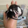ファンシーラットの赤ちゃん サムネイル5