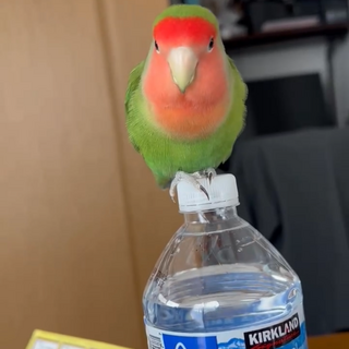 コザクラインコちゃん オス