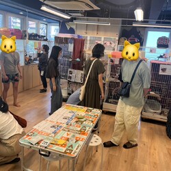 【札幌】保護猫の譲渡会〈9/14～15〉 サムネイル2