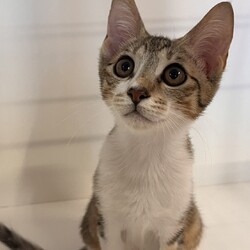 【札幌】保護猫の譲渡会〈9/14～15〉 サムネイル3