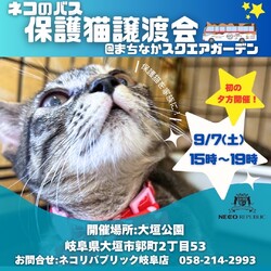 初の夕方開催！保護猫譲渡会＠大垣公園まちなかスクエアガーデン
